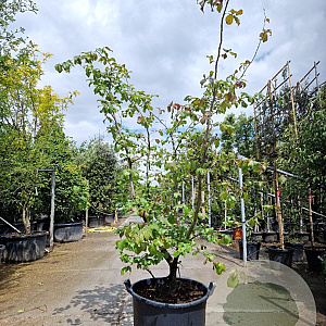Parrotia persica 175-200 cm container meerstammig