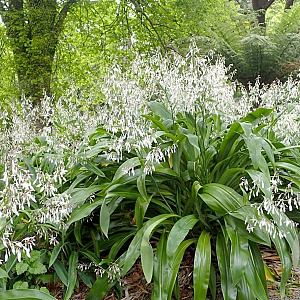 Arthropodium cirrhatum GM P9
