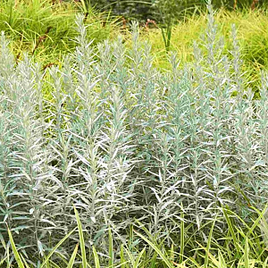 Artemisia lud. 'Silberteppich' GM P9