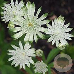Astrantia m. Mag. Diamonds White GM P9