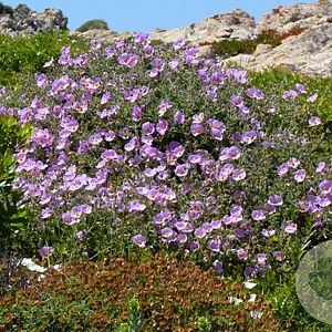 Cistus creticus GM 2,5L