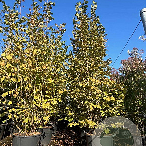 Corylus avellana 250-300 cm cont. 110L