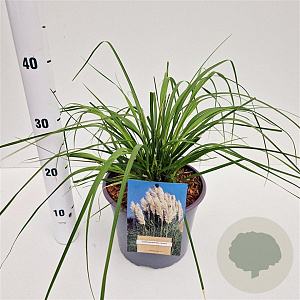 Cortaderia selloana gm 4,0L