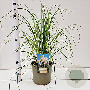 Cortaderia selloana gm 4,0L