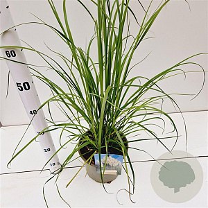 Cortaderia selloana gm 4,0L
