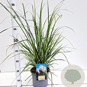 Cortaderia selloana gm 4,0L
