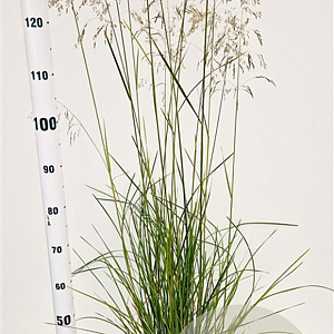 Deschampsia cesp. 'Goldschleier' gm 4,0L