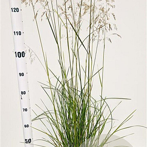 Deschampsia cesp. 'Goldschleier' gm 4,0L
