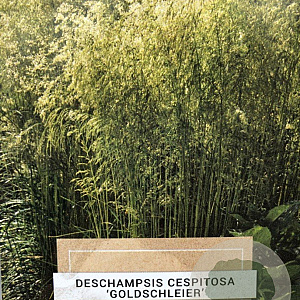 Deschampsia cesp. 'Goldschleier' gm 4,0L