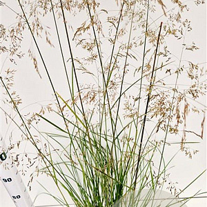 Deschampsia cesp. 'Goldschleier' gm 4,0L