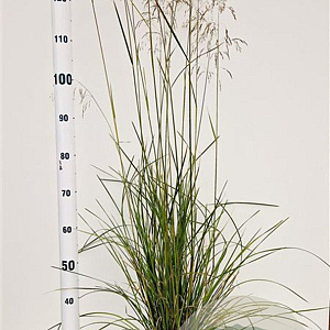 Deschampsia cesp. 'Goldschleier' gm 4,0L