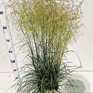 Deschampsia cesp. 'Goldtau' gm 4,0L