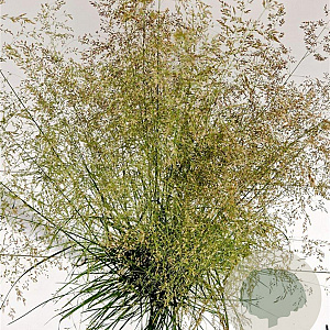 Deschampsia cesp. 'Goldtau' gm 4,0L