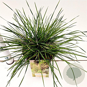 Deschampsia cesp. 'Palava' gm 4,0L