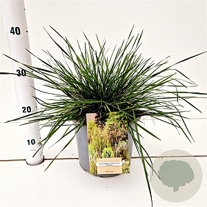 Deschampsia cesp. 'Palava' gm 4,0L