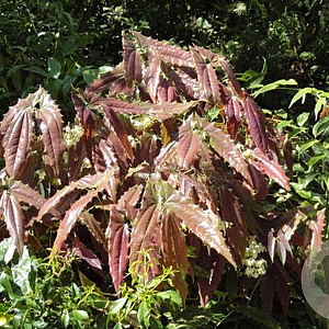 Epimedium wush. 'Spiny Leaved' GM P9