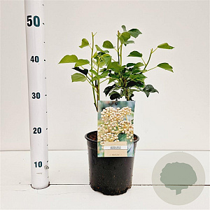 Hedera hel. 'Arborescens' 25-30 cm 2,5L