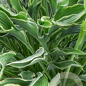 Hosta 'Praying Hands' GM P9