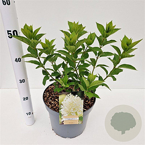 Hydrangea pan. 'Limelight' 30-40 cm 7,5L