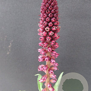 Lysimachia atropurpurea GM P9