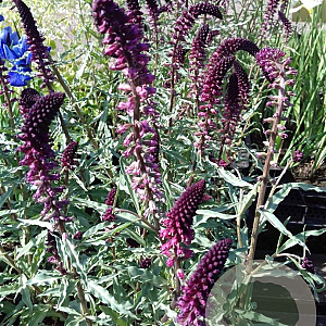 Lysimachia atropurpurea GM P9