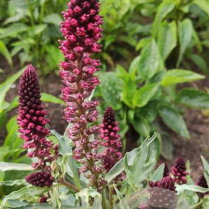 Lysimachia atropurpurea GM P9