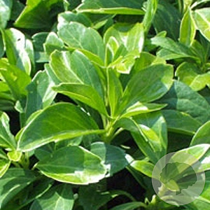 Pachysandra term. 'Green Carpet' GM P9
