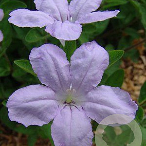 Ruellia humilis GM P9