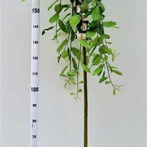 Salix caprea 'Kilmarnock' 180 cm stam 7,5L