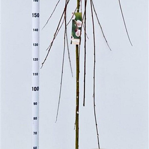 Salix caprea 'Kilmarnock' 180 cm stam 7,5L