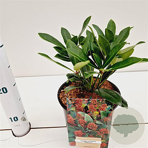 Skimmia j. 'Rubella' 25-30 cm 2,0L