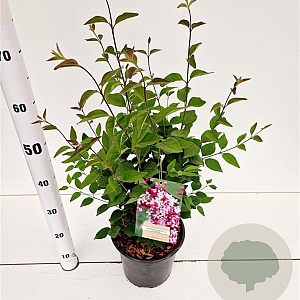 Syringa microphylla 'Superba' 40-50 cm 4,5L