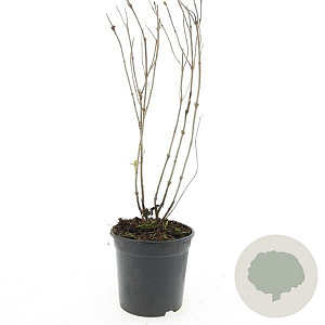 Diervilla lonicera 'Dilon' GM C1.3