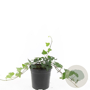 Hedera helix GM C1.3