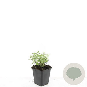 Nepeta 'Walker's Low' GM P9