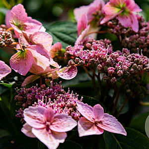 Hydrangea s. Magic Pillow 40-50 cm 15L