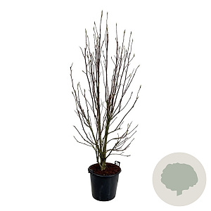 Magnolia 'Heaven Scent' 200-225 cm cont. 55L extra