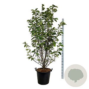 Magnolia 'Heaven Scent' 200-225 cm cont. 55L extra