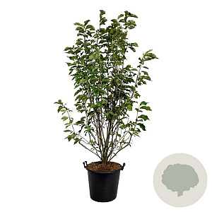 Magnolia 'Heaven Scent' 200-225 cm cont. 55L extra