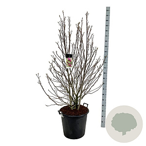 Magnolia 'Susan' 125-150 cm cont. 55L extra