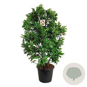 Magnolia 'Susan' 125-150 cm cont. 55L extra