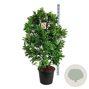 Magnolia 'Susan' 125-150 cm cont. 55L extra