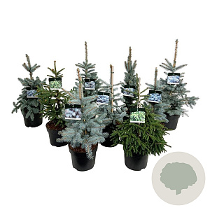 Mixlaag Picea groen- en blauwnaaldig 50-60 cm 6L