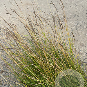 Sesleria autumnalis GM P9