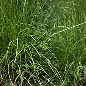 Sesleria autumnalis GM P9