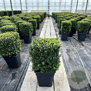 Ilex crenata Dark Green 30 cm 10L kubus