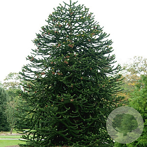 Araucaria araucana 25-30 cm 3,5L