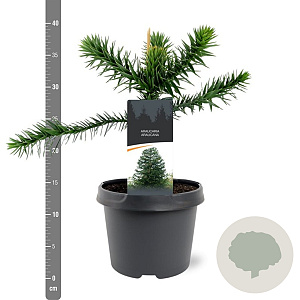 Araucaria araucana 25-30 cm 3,5L