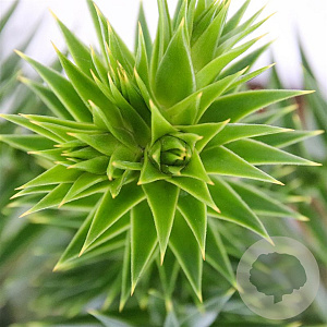 Araucaria araucana 25-30 cm 3,5L