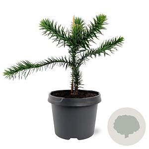 Araucaria araucana 25-30 cm 3,5L